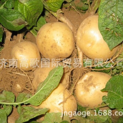 土豆 马铃薯 potato 厂家直销土豆 价格优惠图4