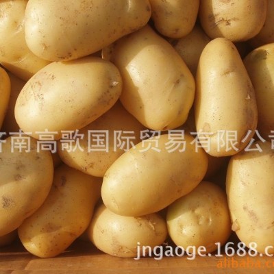 土豆 马铃薯 potato 厂家直销土豆 价格优惠图5