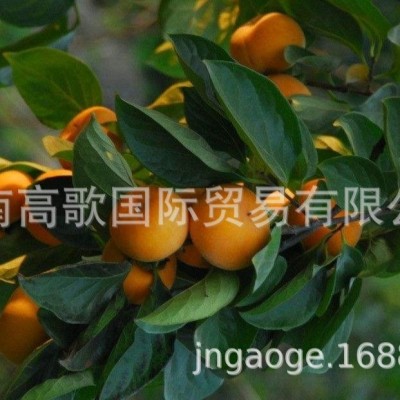 应季新鲜水果 脆柿子 出口 现摘新鲜脆柿子 欢迎大量选购图5