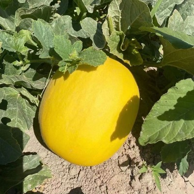 黄河蜜瓜甜瓜新鲜上市香甜可口产地应季水果图3
