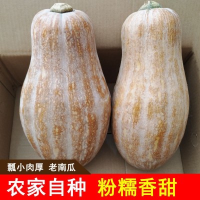 【坏包赔】老南瓜新鲜农家蔬菜甜糯黄皮现摘老品宝宝辅食非小贝贝图3