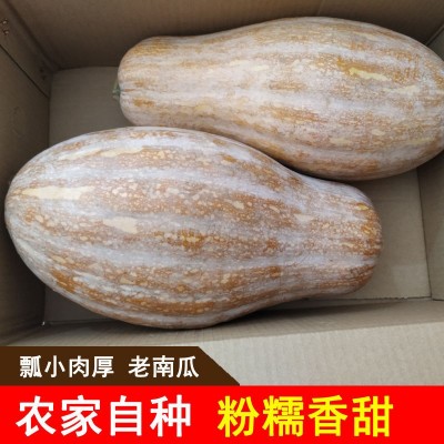 【坏包赔】老南瓜新鲜农家蔬菜甜糯黄皮现摘老品宝宝辅食非小贝贝图5