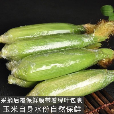 新鲜甜玉米广西应季现摘现发嫩玉米棒爆浆脆甜多汁带壳发货图5