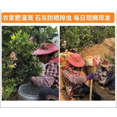 茂谷柑9斤大果图5