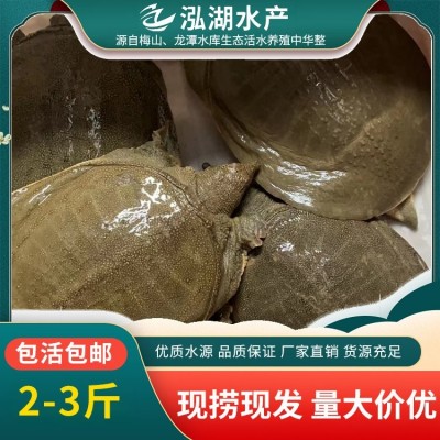 泓湖 品质有保障 生态水产甲鱼 抗病能力强 味道鲜美图3