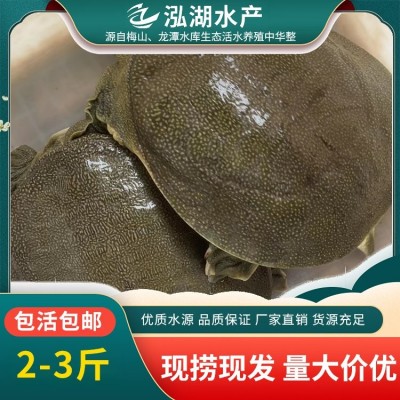 泓湖 品质有保障 生态水产甲鱼 抗病能力强 味道鲜美图4