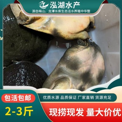 泓湖 品质有保障 生态水产甲鱼 抗病能力强 味道鲜美图2