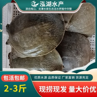 泓湖 优质水源 三斤到四斤甲鱼 抗病能力强 味道鲜美图3