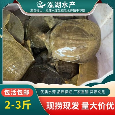 泓湖 优质水源 三斤到四斤甲鱼 抗病能力强 味道鲜美图2