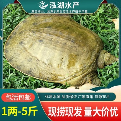 泓湖 优质水源 三斤到四斤甲鱼 抗病能力强 味道鲜美