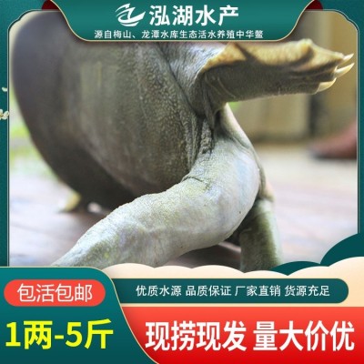 黄背甲鱼批发 酒店甲鱼供应 现货直发图4