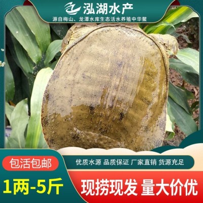 黄背甲鱼批发 酒店甲鱼供应 现货直发图2