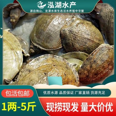 黄背甲鱼批发 酒店甲鱼供应 现货直发图5