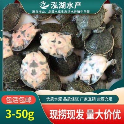 6-9两温室甲鱼批发 卤甲鱼原料供应 泓湖合作社甲鱼养殖厂家直供