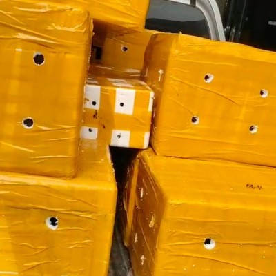 6-9两温室甲鱼批发 卤甲鱼原料供应 泓湖合作社甲鱼养殖厂家直供图4