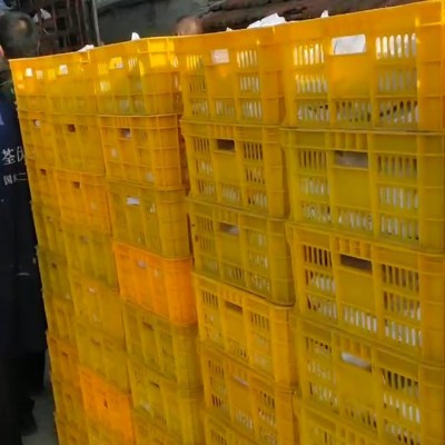 6-9两温室甲鱼批发 卤甲鱼原料供应 泓湖合作社甲鱼养殖厂家直供图5