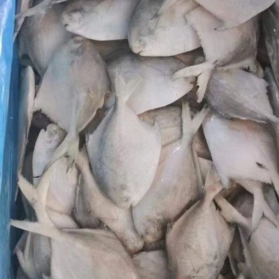 批发冷冻金鲳鱼 金仓鱼 活冻白仓鱼 白鲳鱼 400-450g 20斤