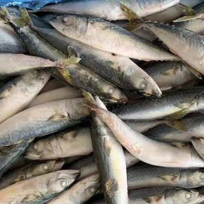 批发冷冻鲭鱼青花鱼青占鱼罐头原料金枪鱼饵料市场销售