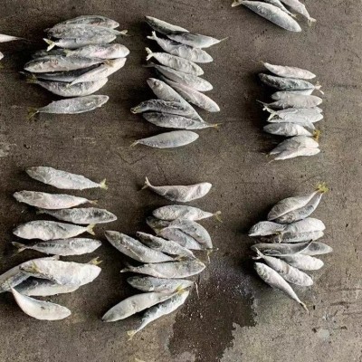 批发冷冻鲭鱼青花鱼青占鱼罐头原料金枪鱼饵料市场销售图4
