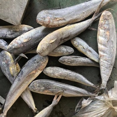 批发陆冻深海鱼鲯鳅鬼头刀鱼可用于市场销售图2