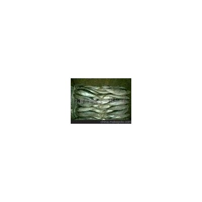 供应批发冷冻竹荚鱼 水产品 巴浪鱼 冷冻食品 海鲜图4