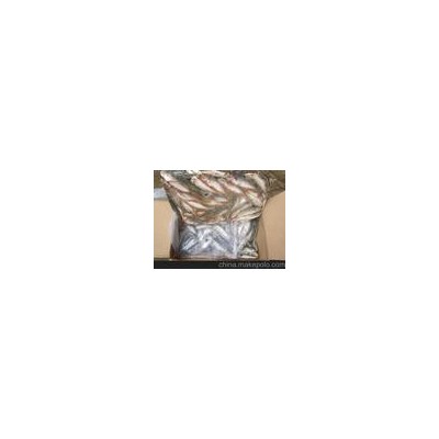 供应批发冷冻竹荚鱼 水产品 巴浪鱼 冷冻食品 海鲜图2
