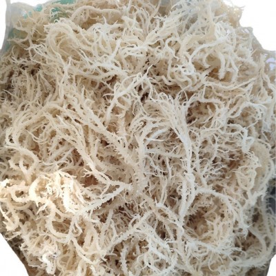 龙须菜批发海石花夏季凉拌菜新鲜潮货鹿角菜麒麟菜原货图4