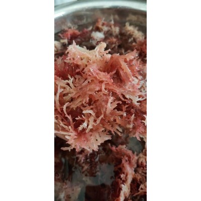 海南石花菜海藻麒麟菜血珊瑚草海燕窝海石花膏海凉粉海冻菜干货