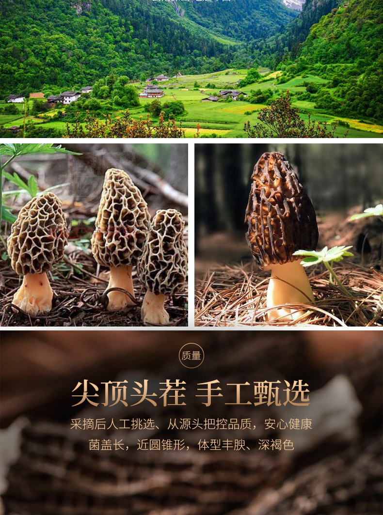 羊肚菌_05
