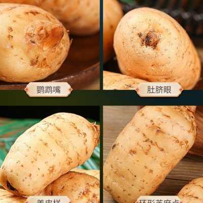 新鲜天麻礼盒 昭通小草坝天麻 生天麻煲汤 抖音快手代供 批发代理图3