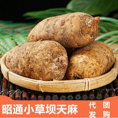 新鲜天麻礼盒 昭通小草坝天麻 生天麻煲汤 抖音快手代供 批发代理图2