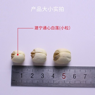 24年新货建宁莲子工厂福建特产建莲建宁莲子干货无芯白莲子500克图5