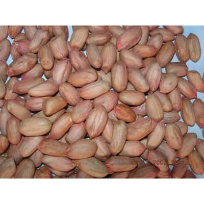 批发无硫有机生花生 商品榨油原料花生米 生花生米 白沙花生米