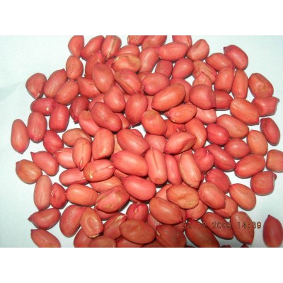 批发无硫有机生花生 商品榨油原料花生米 生花生米 白沙花生米图4