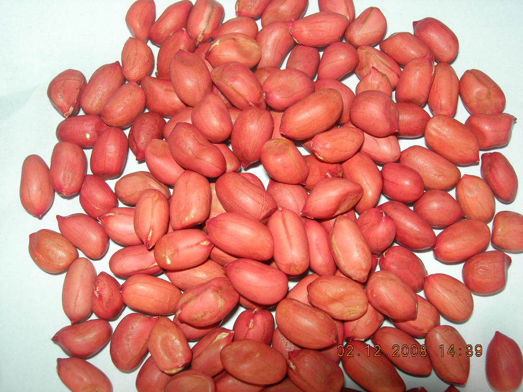 Red Skin Peanut Kernels 1