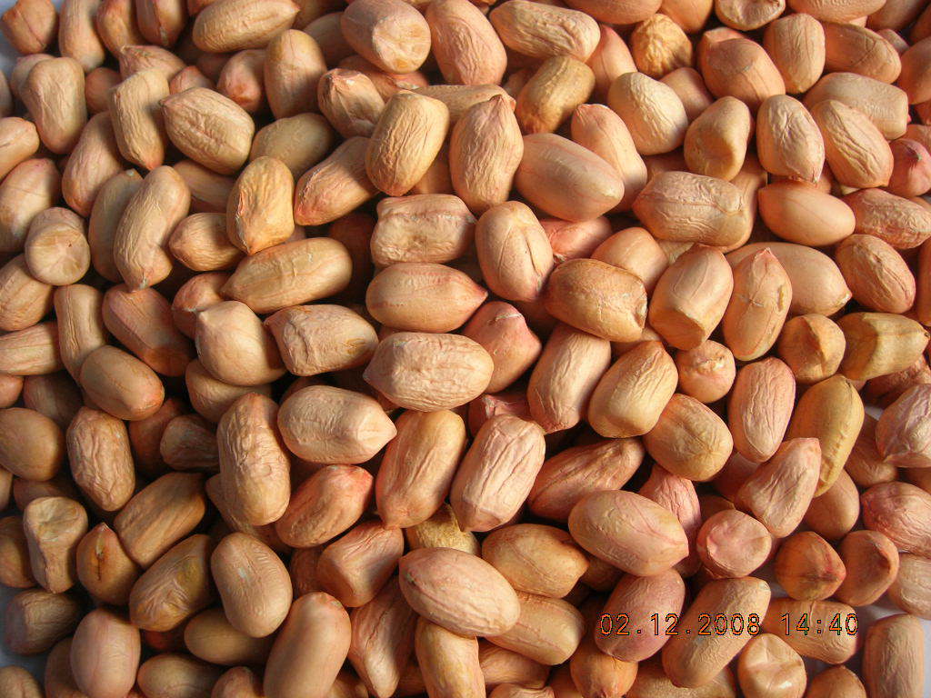 Peanut Kernels 4050 1