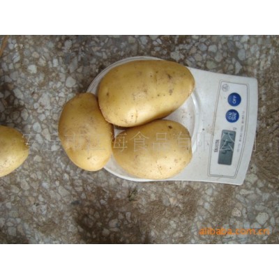 山东黄心土豆马铃薯图5