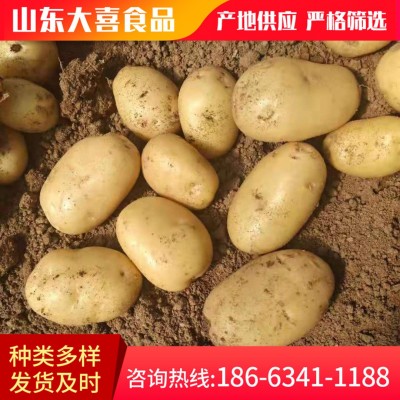 粉糯农家新鲜蔬菜土豆 山东莱芜特产黄心土豆 黄皮大土豆马铃薯