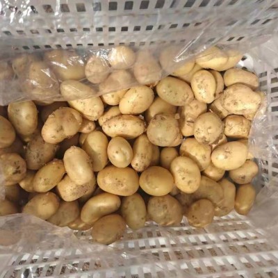 粉糯农家新鲜蔬菜土豆 山东莱芜特产黄心土豆 黄皮大土豆马铃薯图4