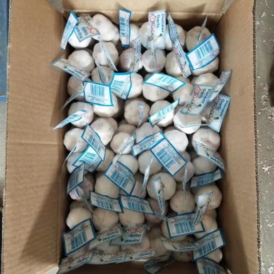 山东农家紫皮干garlic 现挖湿蒜基地直发保鲜大蒜白皮新鲜 garlic图3