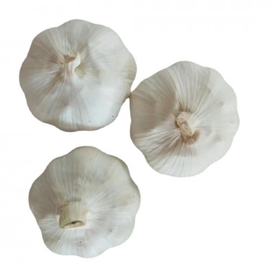 山东农家紫皮干garlic 现挖湿蒜基地直发保鲜大蒜白皮新鲜 garlic图5