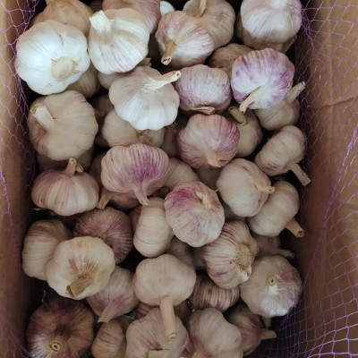 山东农家紫皮干garlic 现挖湿蒜基地直发保鲜大蒜白皮新鲜 garlic图4
