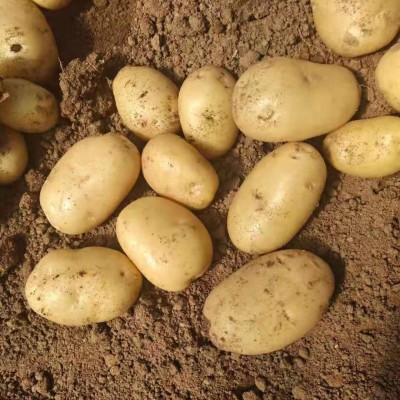 源头厂家基地批发直供新鲜土豆 食用甜糯蔬菜土豆图4