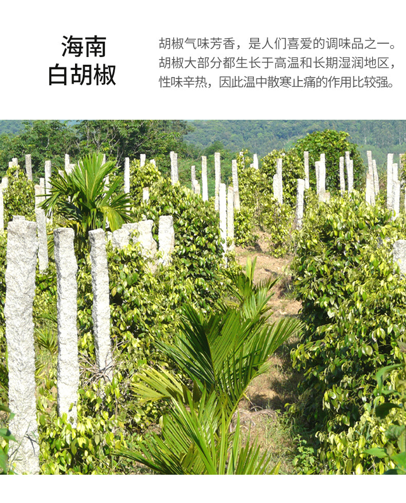 白胡椒_10