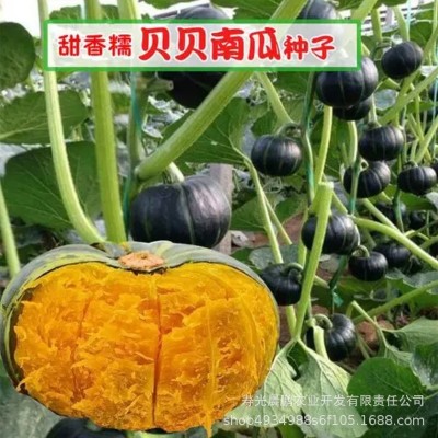 正宗贝贝南瓜 板栗味小南瓜 粉糯香甜 产地直供一件代发图3