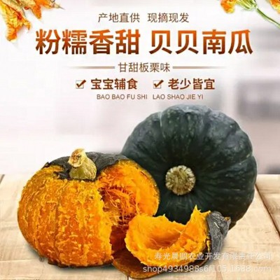 正宗贝贝南瓜 板栗味小南瓜 粉糯香甜 产地直供一件代发图1