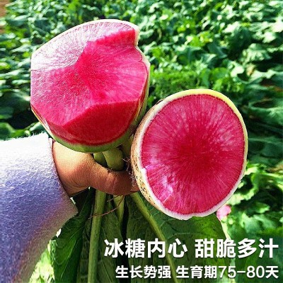 冰糖红心水果萝卜生吃甜脆新鲜现拔水果型心里美萝卜批发寿光蔬菜图3