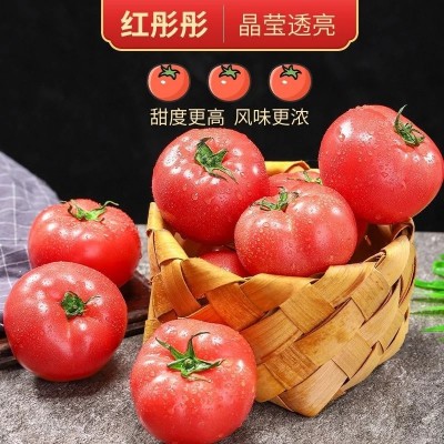 新疆普罗旺斯西红柿沙瓤番茄新鲜自然熟生吃老品种孕妇水果西红柿图2