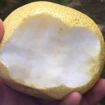 砀山梨当季现摘水果果园直发5斤整箱批发时令水果多汁香梨子直供图4