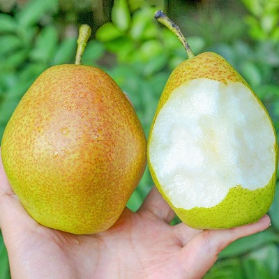 红香酥梨当季梨子现摘水果果园直发10斤整箱批发时令水果红香酥梨图3